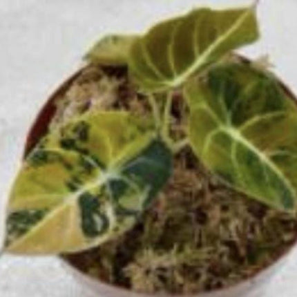 Alocasia Black Velvet Aurea Variegated Tissue Culture (1 item/bag)