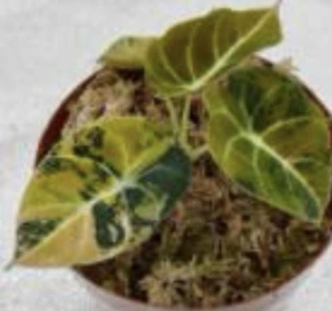 Alocasia Black Velvet Aurea Variegated Tissue Culture (1 item/bag)