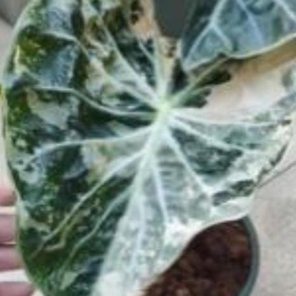 Alocasia 'Nairobi Night' Aurea Variegated Tissue Culture (1 item/bag)