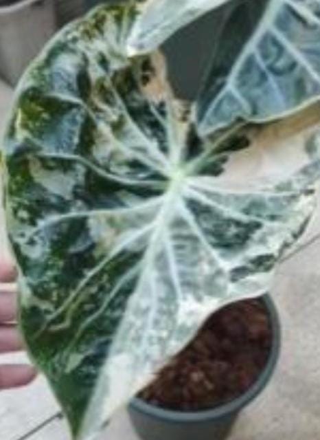 Alocasia 'Nairobi Night' Aurea Variegated Tissue Culture (1 item/bag)
