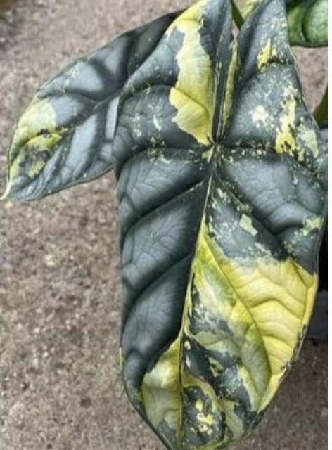 Alocasia Silver Dragon Aurea Variegated Tissue Culture (1 item/bag)