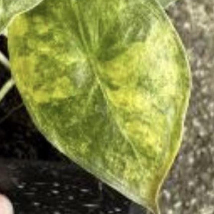 Alocasia Wentii Aurea Variegated Tissue Culture (1 item/bag)