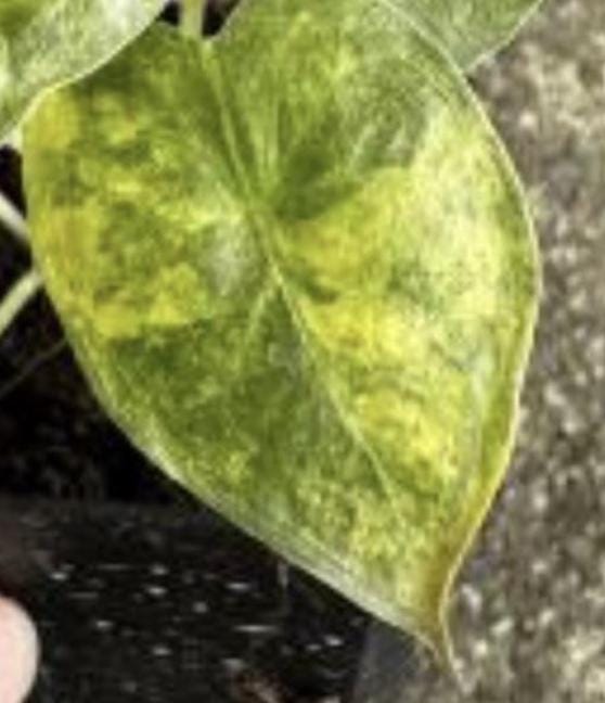Alocasia Wentii Aurea Variegated Tissue Culture (1 item/bag)