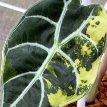 Alocasia Watsoniana Pink Variegated Tissue Culture (1 item/bag)