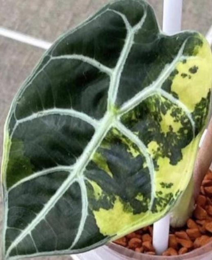 Alocasia Watsoniana Pink Variegated Tissue Culture (1 item/bag)