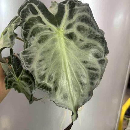 Alocasia Venom Tissue Culture (1 item/bag)