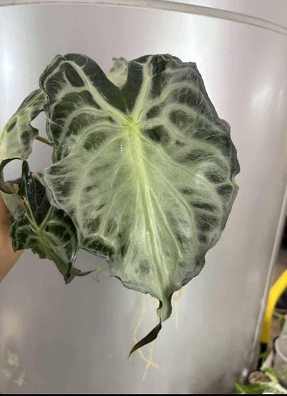 Alocasia Venom Tissue Culture (1 item/bag)