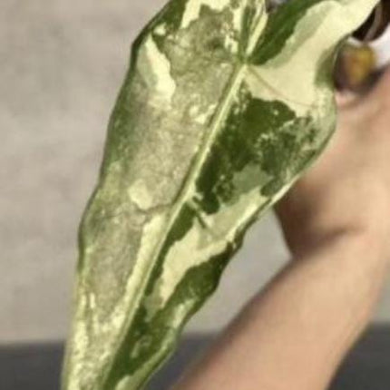 Alocasia Sarian Albo Variegated Tissue Culture (1 item/bag)