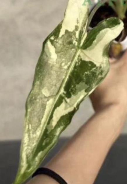 Alocasia Sarian Albo Variegated Tissue Culture (1 item/bag)