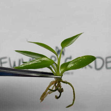 Philodendron Spiritus Sancti Tissue Culture (5 items/bag)