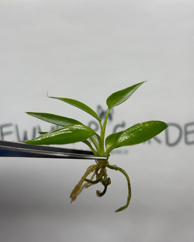 Philodendron Spiritus Sancti Tissue Culture (5 items/bag)