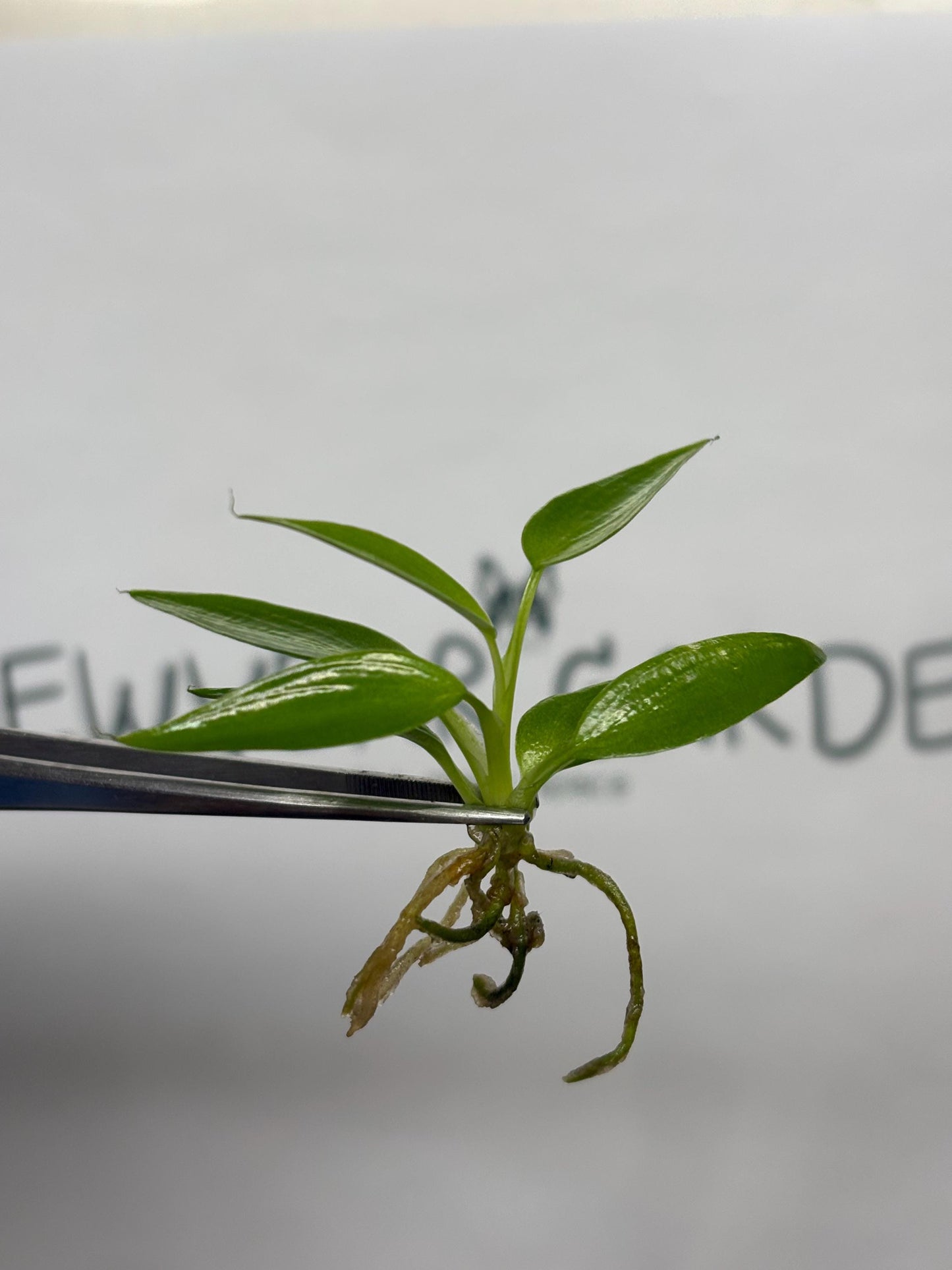 Philodendron Spiritus Sancti Tissue Culture (5 items/bag)