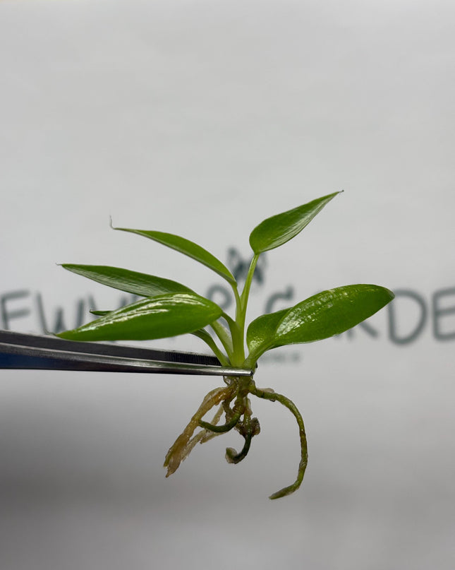 Philodendron Spiritus Sancti Tissue Culture (5 items/bag)