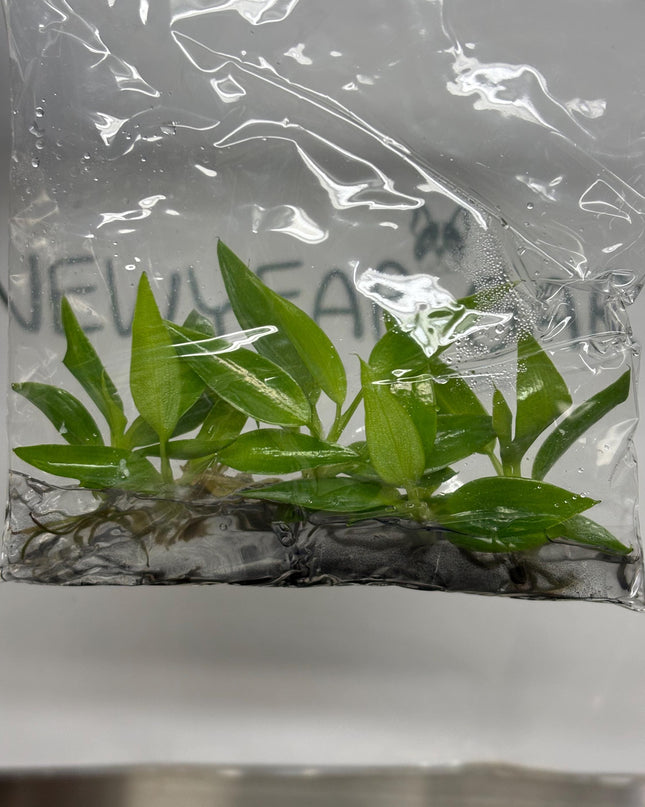 Philodendron Spiritus Sancti Tissue Culture (5 items/bag)