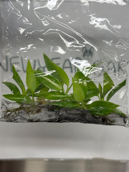 Philodendron Spiritus Sancti Tissue Culture (5 items/bag)
