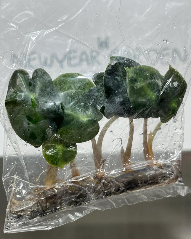 Alocasia Heart Balloon GREEN Tissue Culture (5 items/bag)