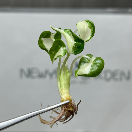 Alocasia Cucullata Albo Variegated Tissue Culture (5 items/bag)