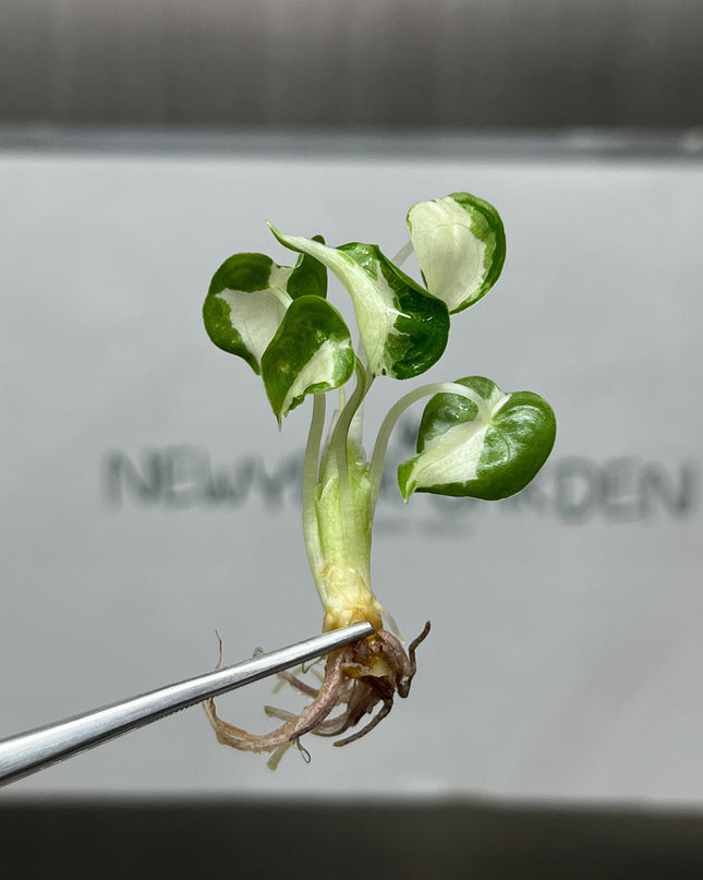 Alocasia Cucullata Albo Variegated Tissue Culture (5 items/bag)