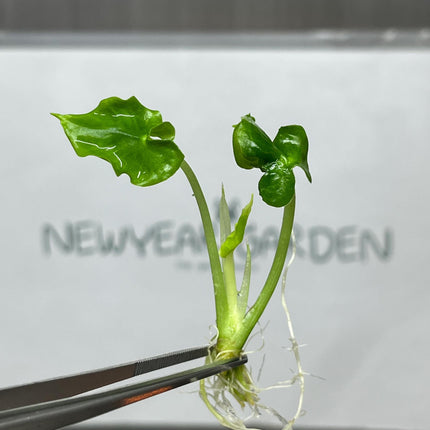 Alocasia Teletubbies Tissue Culture (5 items/bag)
