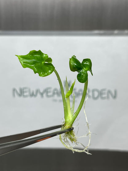 Alocasia Teletubbies Tissue Culture (5 items/bag)