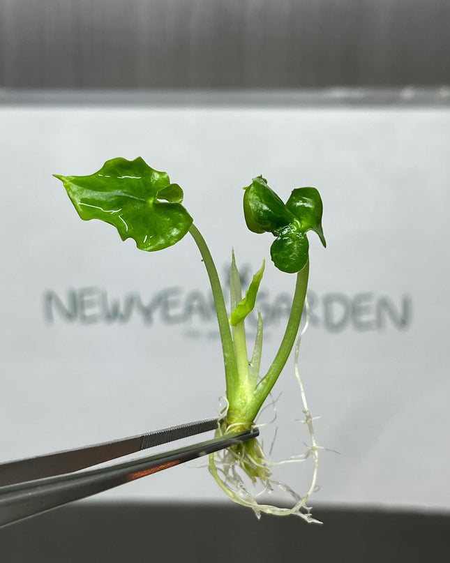 Alocasia Teletubbies Tissue Culture (5 items/bag)