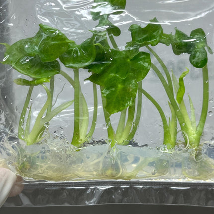 Alocasia Teletubbies Tissue Culture (5 items/bag)