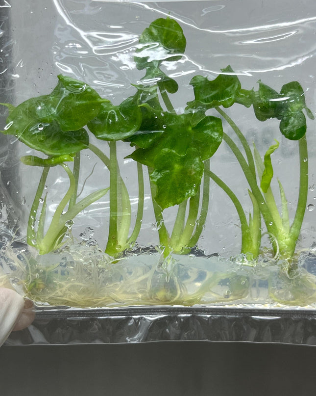 Alocasia Teletubbies Tissue Culture (5 items/bag)