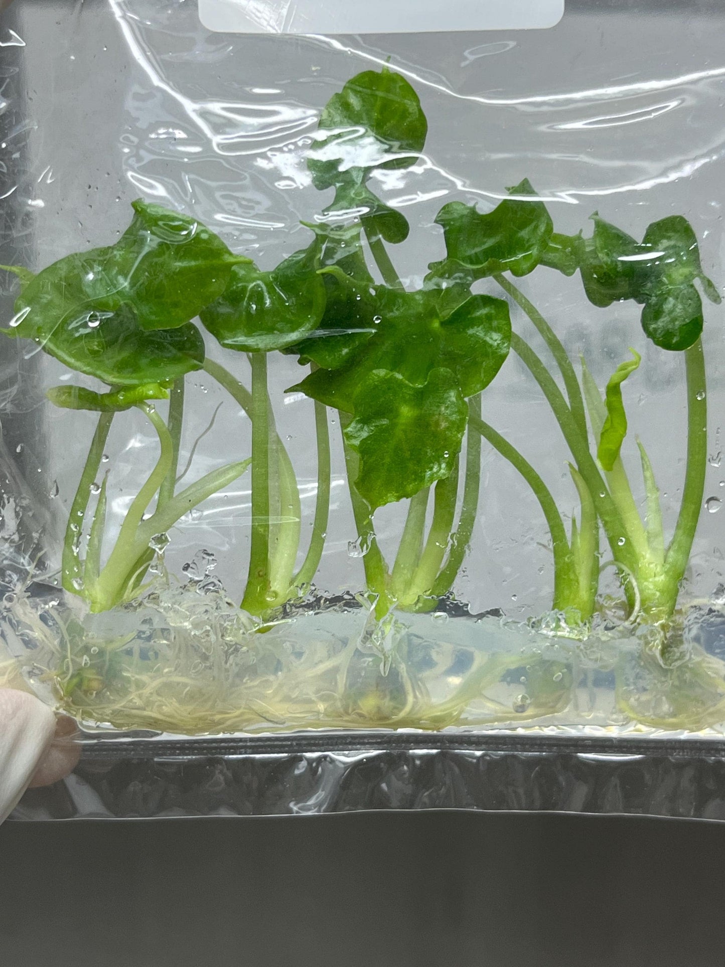 Alocasia Teletubbies Tissue Culture (5 items/bag)