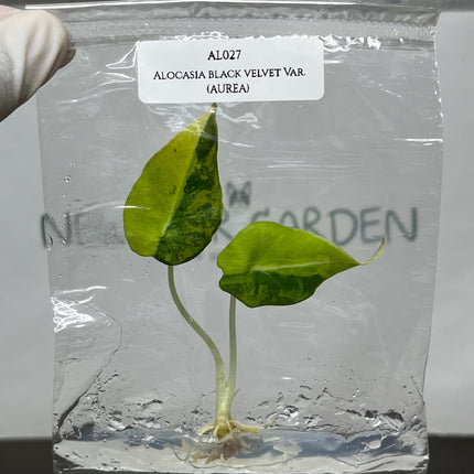 Alocasia Black Velvet Aurea Variegated Tissue Culture (1 item/bag)