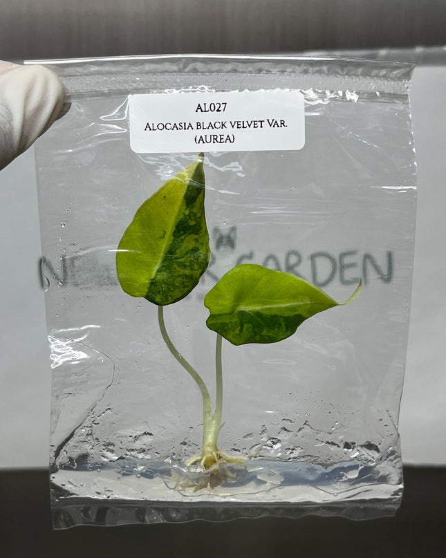Alocasia Black Velvet Aurea Variegated Tissue Culture (1 item/bag)