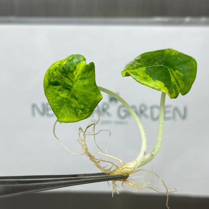 Alocasia Nebula Aurea Variegated Tissue Culture (1 item/bag)