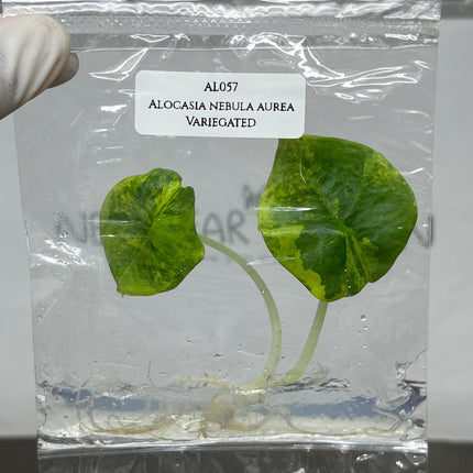 Alocasia Nebula Aurea Variegated Tissue Culture (1 item/bag)