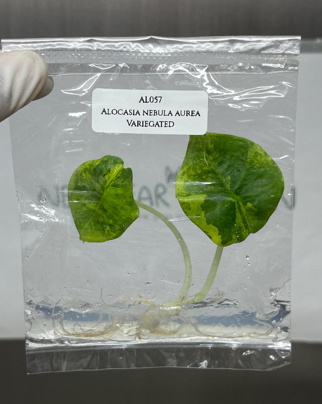 Alocasia Nebula Aurea Variegated Tissue Culture (1 item/bag)