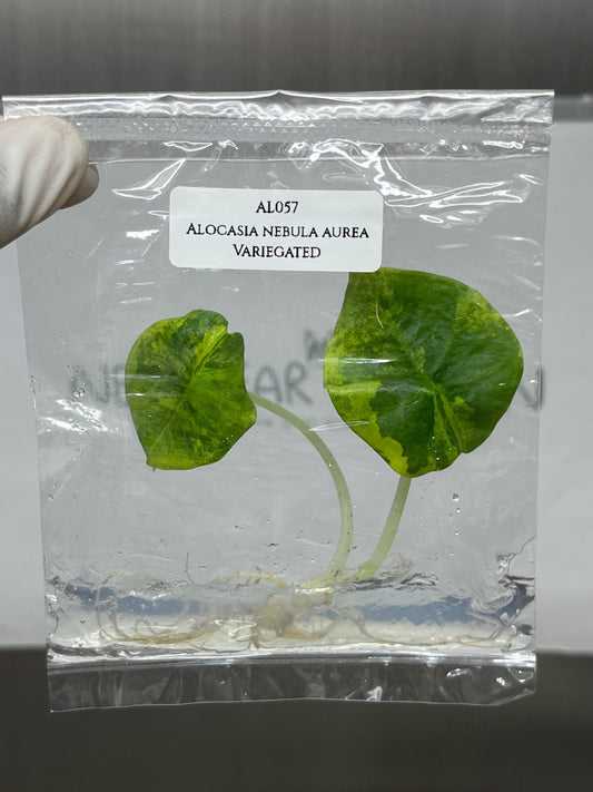 Alocasia Nebula Aurea Variegated Tissue Culture (1 item/bag)