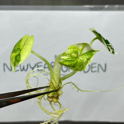 Alocasia Dragon Scale Albo Variegated Tissue Culture (1 item/bag)