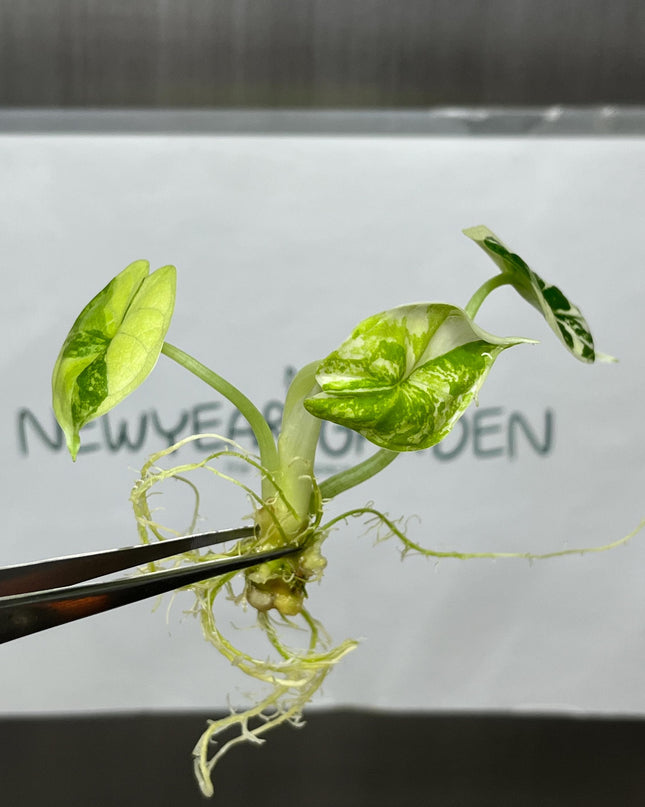 Alocasia Dragon Scale Albo Variegated Tissue Culture (1 item/bag)