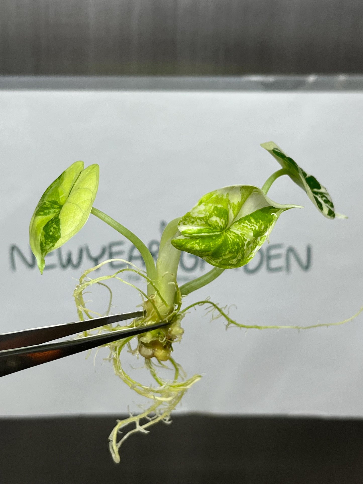 Alocasia Dragon Scale Albo Variegated Tissue Culture (1 item/bag)