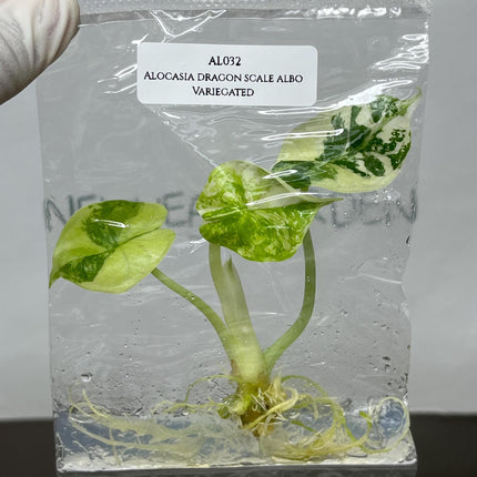 Alocasia Dragon Scale Albo Variegated Tissue Culture (1 item/bag)
