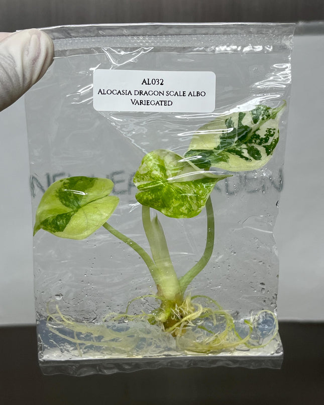 Alocasia Dragon Scale Albo Variegated Tissue Culture (1 item/bag)