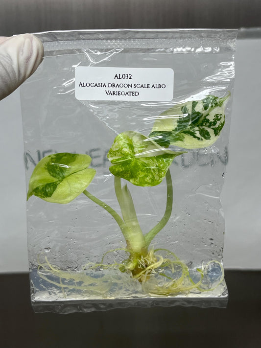 Alocasia Dragon Scale Albo Variegated Tissue Culture (1 item/bag)