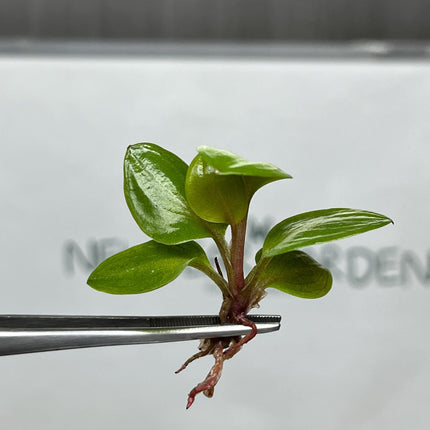 Philodendron Red Heart Tissue Culture (5 items/bag)