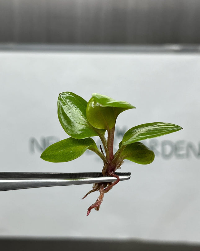 Philodendron Red Heart Tissue Culture (5 items/bag)