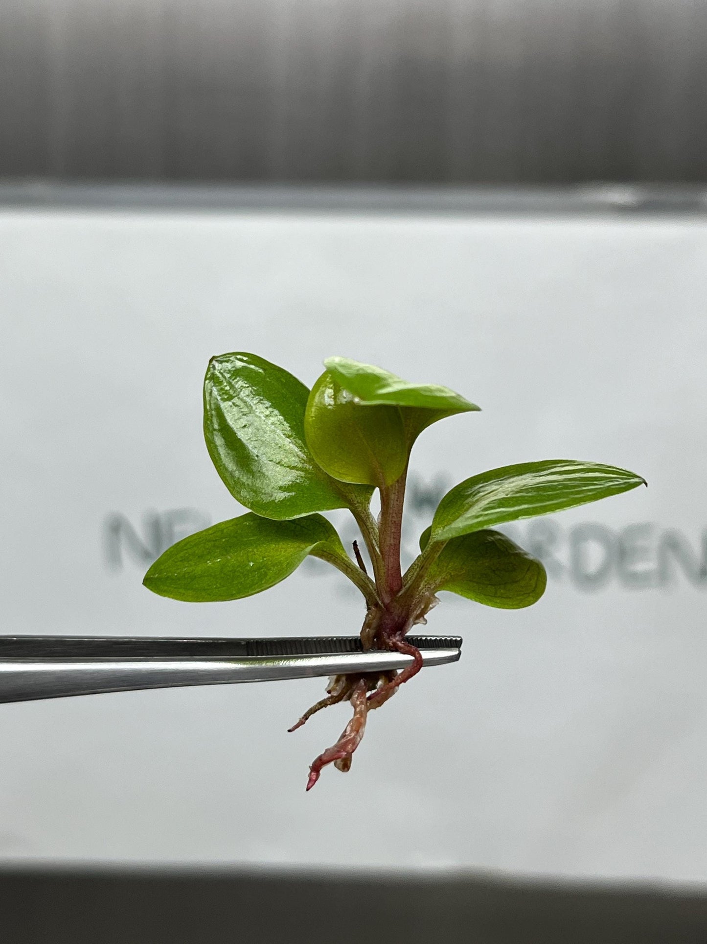 Philodendron Red Heart Tissue Culture (5 items/bag)