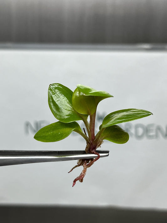 Philodendron Red Heart Tissue Culture (5 items/bag)