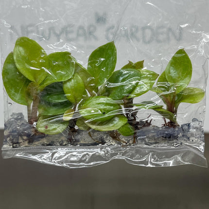 Philodendron Red Heart Tissue Culture (5 items/bag)