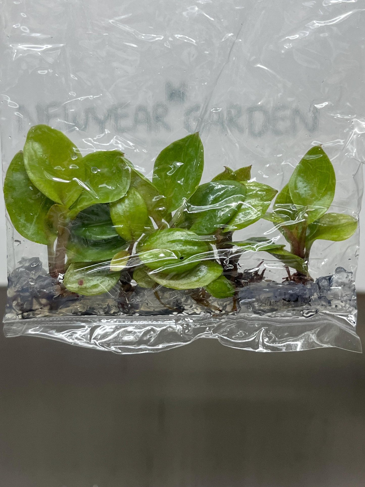Philodendron Red Heart Tissue Culture (5 items/bag)