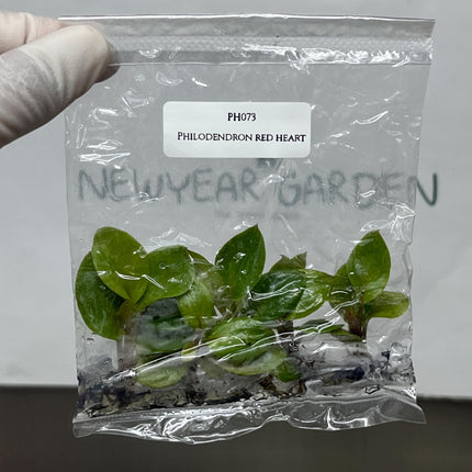 Philodendron Red Heart Tissue Culture (5 items/bag)