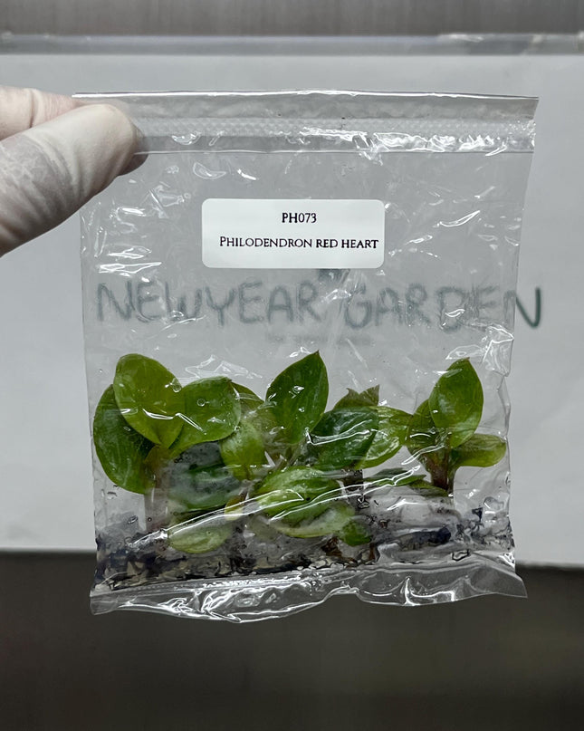 Philodendron Red Heart Tissue Culture (5 items/bag)