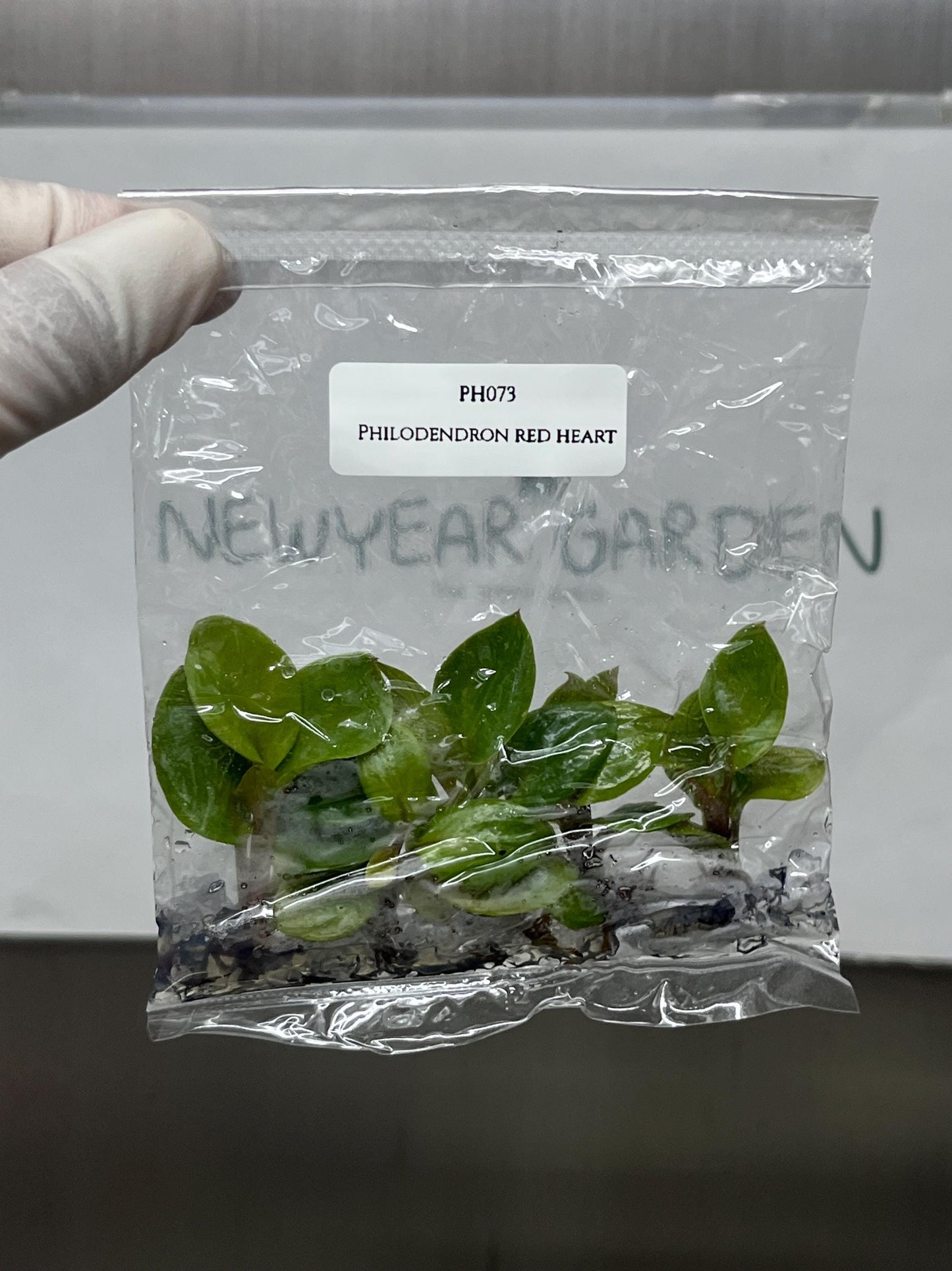 Philodendron Red Heart Tissue Culture (5 items/bag)
