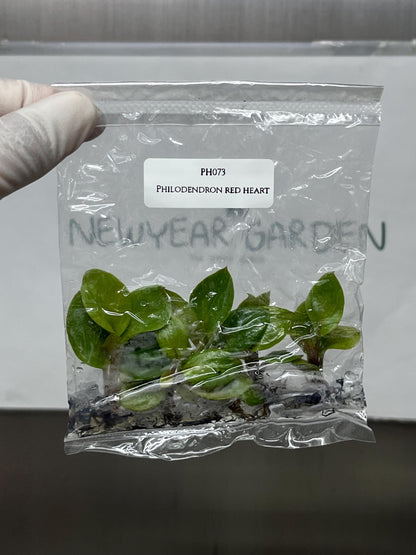 Philodendron Red Heart Tissue Culture (5 items/bag)